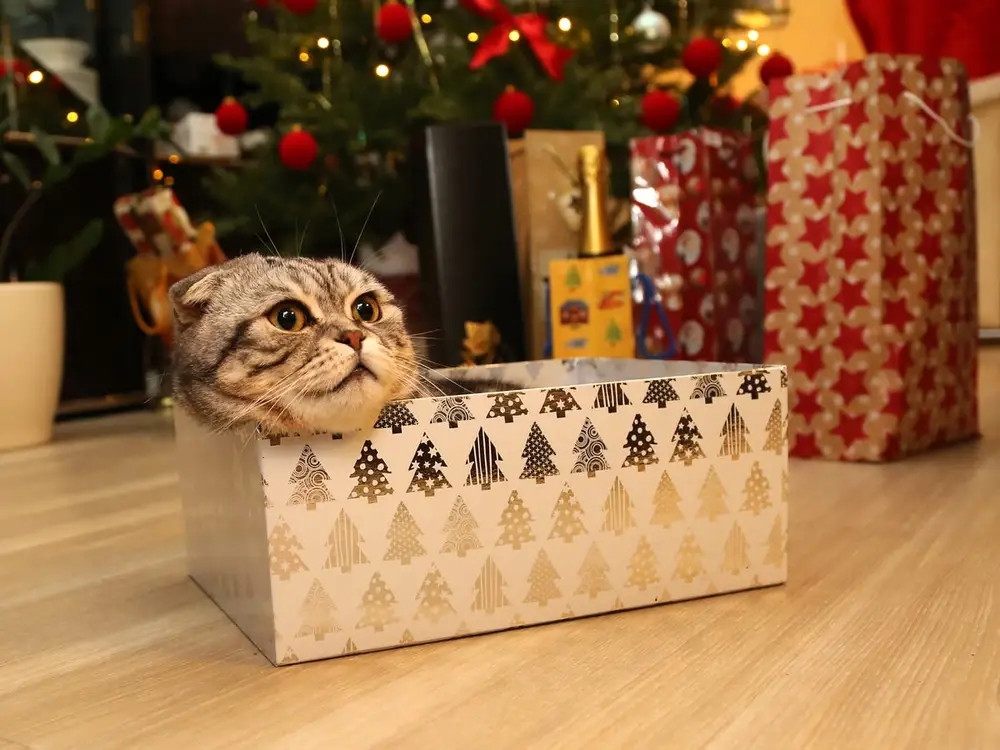 The Best Gifts for Cat Lovers Under $50 – December 2023