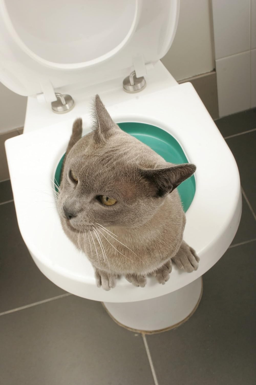 How to Teach a Cat to Use the Human Toilet in Just 4 Steps